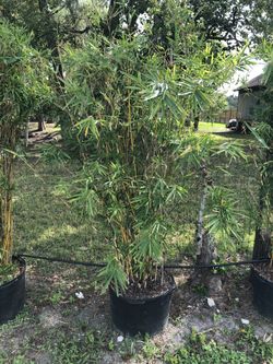 Alphonse Bamboo Plants!