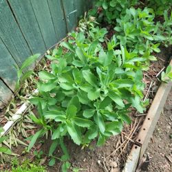 There are different types of perennial flowers for sale.