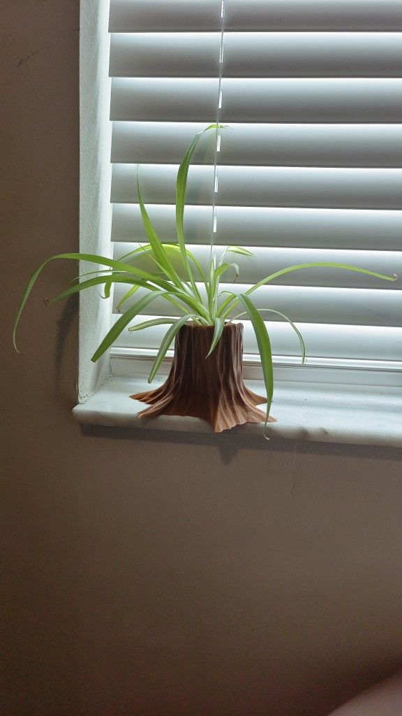 Spider Plant in Elegant Tree Pot! 🌿✨