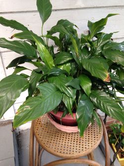 House plants Lilly