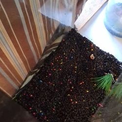 45 Gallon Fresh Water Fish Tank 