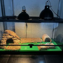 Bearded Dragon, Reptile Light Fixtures, Terrarium And Extras