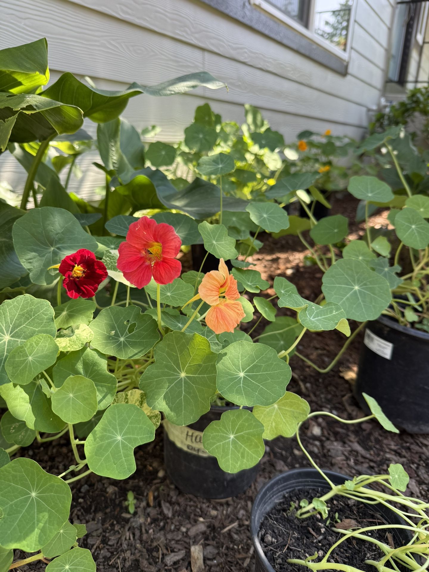 Nasturtium Blooming Plants In Pots Young Growing Climbing