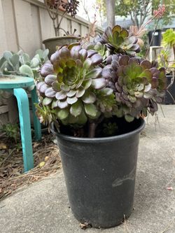 Big Succulent Plant 