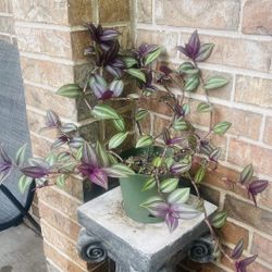 Bunny plant Each One 7 Dollar