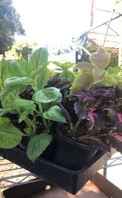 Coleus plant in 3 in pot