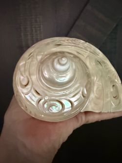 Mother of pearl turbo conch shell