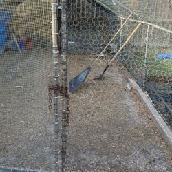 Large Chicken Metal Coop $50 FIRM 