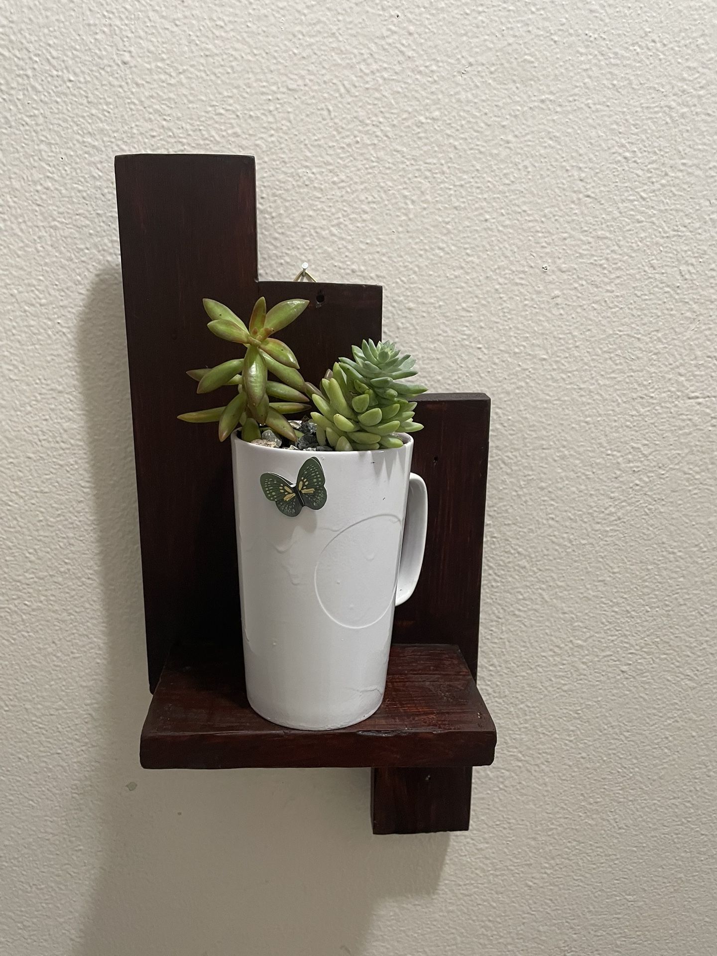 Natural Succulents with a Shelf