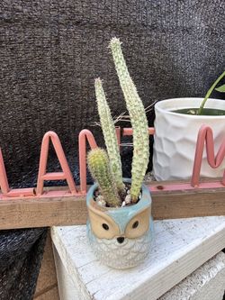 Corn cob cactus