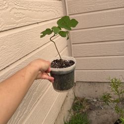 $3 Fig Plant