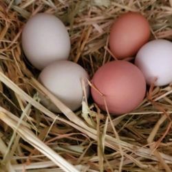 Farm Eggs