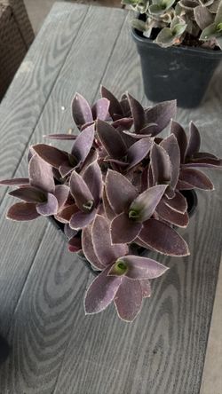 Pale puma tradescantia