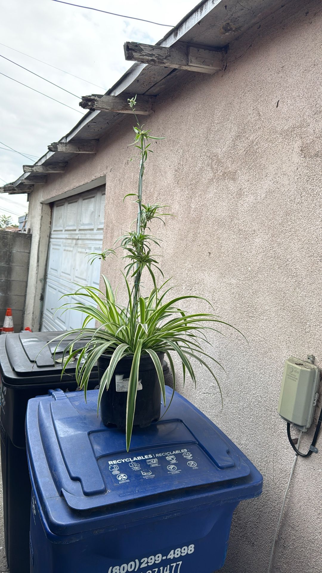 Listón O Mala Madre