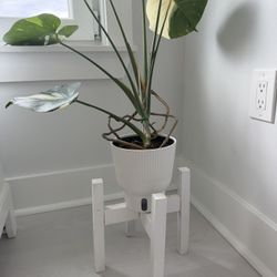 Wooden Plant Stand Set Of 2