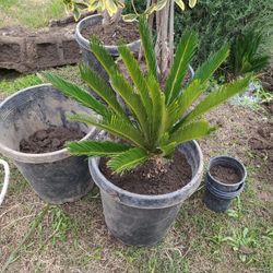 Sago Palm Tree