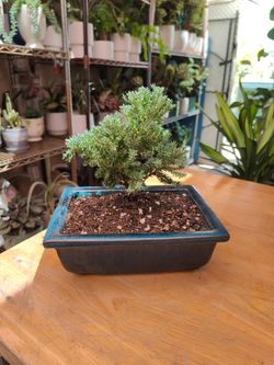 Mini Juniper Bonsai Tree