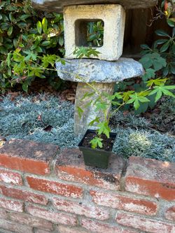 Green Japanese maple from seed