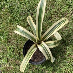 Variegated Bromeliad (believe it is called Harvey’s Pride, see last 2 pictures from a nursery)