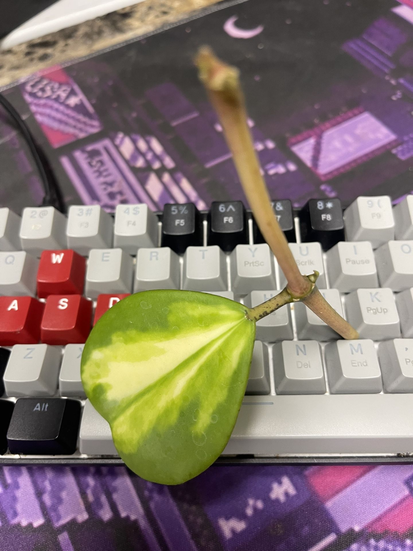 Variegated Hoya Kerri Plant 🪴