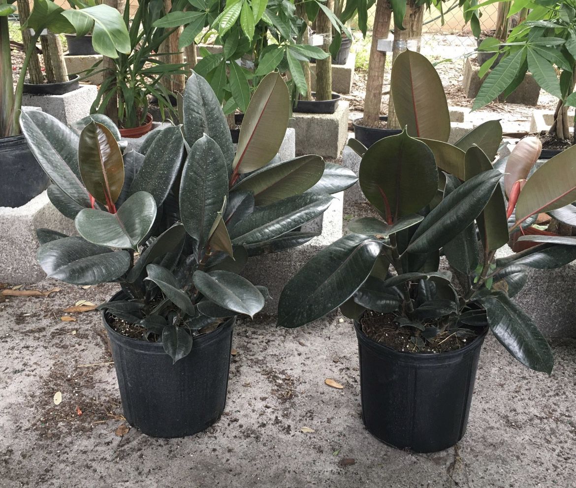 Rubber plant plants in 3 gls pot $15