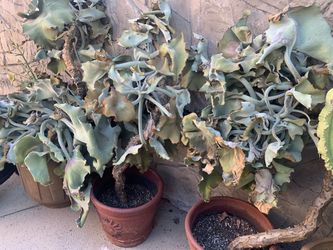 Velvet Elephant Ear Succulent Plant