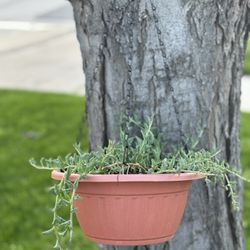 Hanging Dolphin Plant 