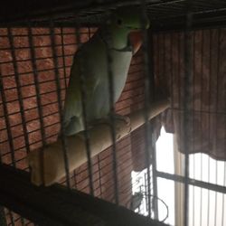 Bird Cage