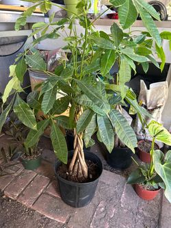 MONEY TREE