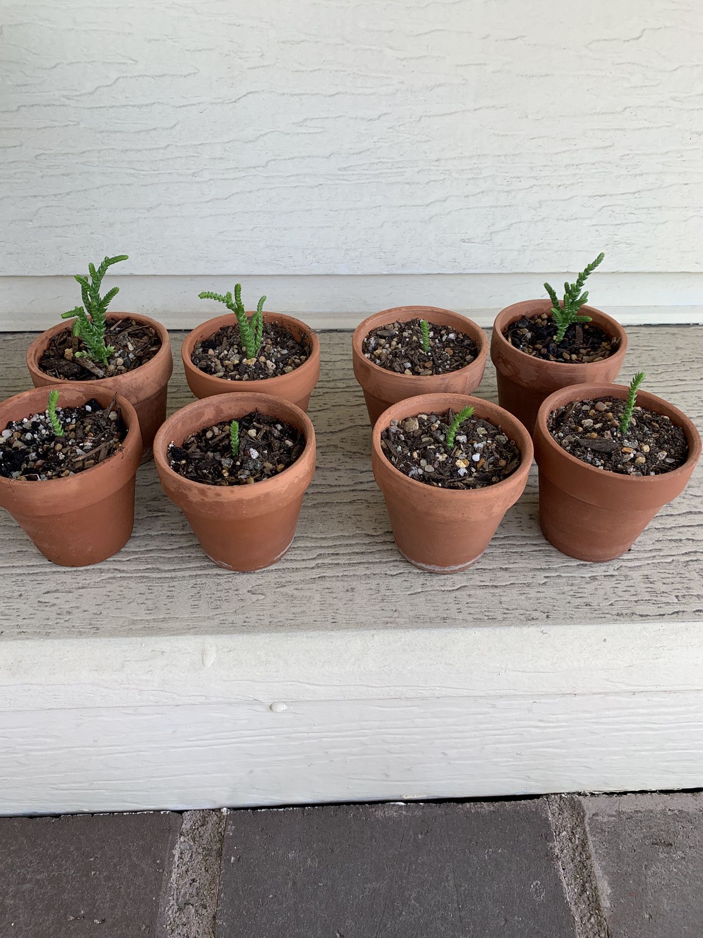 Succulent Crassula Muscosa