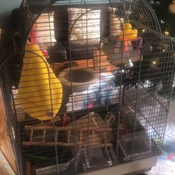 Christmas Bird Cage And Accessories 