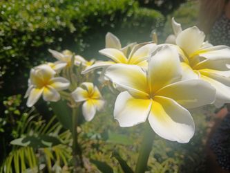 Plumeria trees 2ft tall yellow flowers