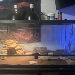 Bearded Dragon And 50 Gallon Tank Plus Extras 