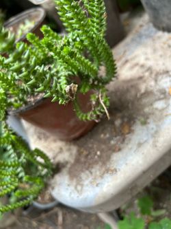 Suculenta