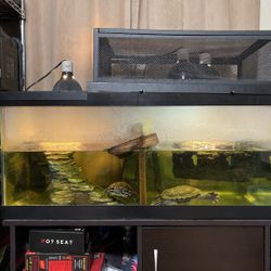 40 Gallon Tank
