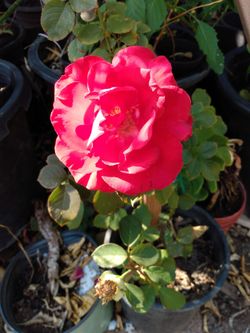 Pink Rose