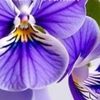 Violette L