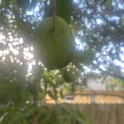Exotic, organic natural mangoes