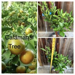$80 Each Calamondin Calamansi Grafted Asian Live Fruit Tree (tac Tron Chua) 桔子 Filipino Favorite in 5 Gallon Pot