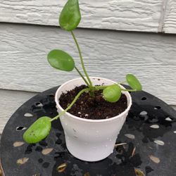 Pilea Chinese Money Plant 