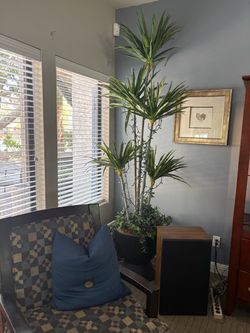 Plants decorator sourced $125 each