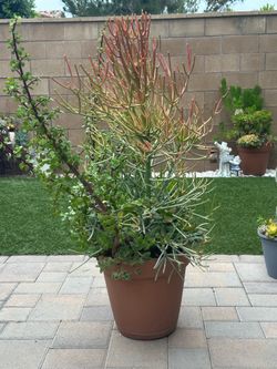 Fire stick with assorted succulent plants