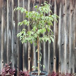 Large, Live Ficus benjamina ‘Golden King’ Weeping Fig - multiple plants available