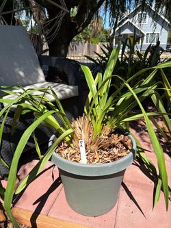Cymbidium orchid A5