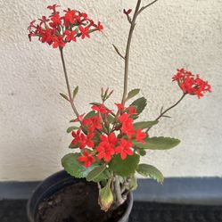 Coral Red Kaloncho  Plant 🪴 3.00