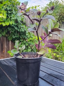 Tradescantia Live Plant