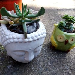 SUCCUENT ARRANGEMENTS AND SINGLE PLANTS ..  SAN LORENZO