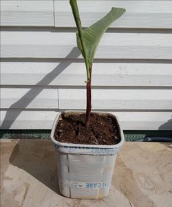 Canna lily plant