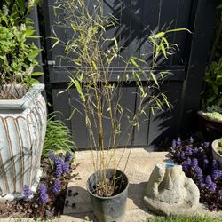 Clumping Bamboo Plant 