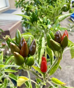 Organic Spicy Chili